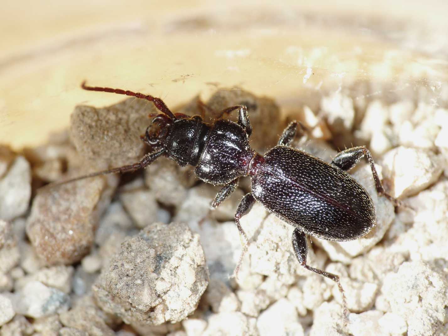 Siagona (?) minuscola